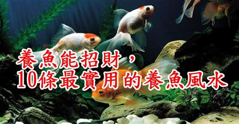 風水魚 數量|養魚能招財，10條最實用的養魚風水（你一定要知道）。